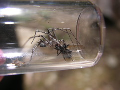 Philodromus spectabilis