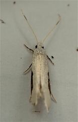 Sagephora phortegella