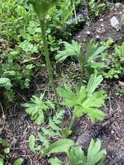 Anemonastrum zephyrum