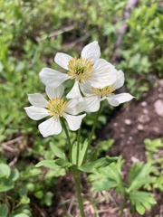 Anemonastrum zephyrum