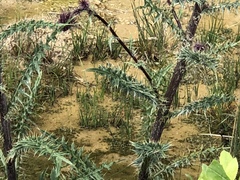 Cirsium vinaceum