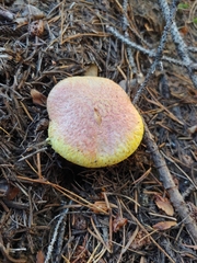 Suillus ochraceoroseus