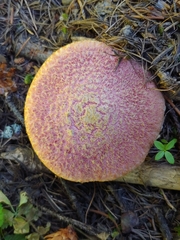 Suillus ochraceoroseus