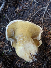 Suillus ochraceoroseus