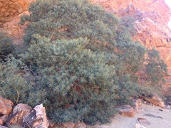 Ficus desertorum