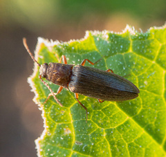 Dixicollis divaricatus