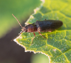 Dixicollis divaricatus