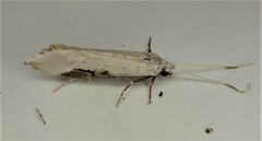 Sagephora phortegella