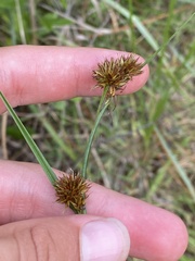 Rhynchospora cephalantha