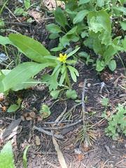 Ranunculus inamoenus