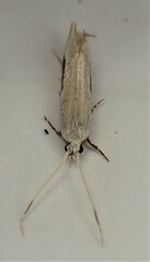 Sagephora phortegella