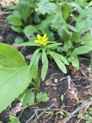 Ranunculus inamoenus