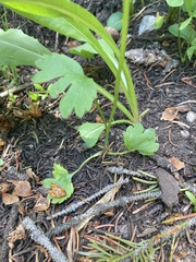 Ranunculus inamoenus