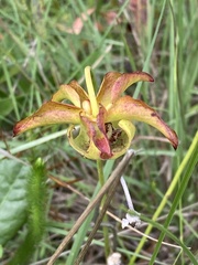 Sarracenia minor