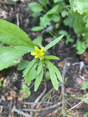 Ranunculus inamoenus