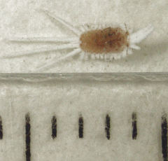 Laminicoccus flandersi