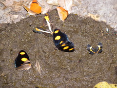 Adelpha malea goyama