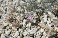 Astragalus austiniae