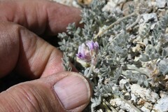Astragalus austiniae