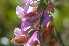 Lathyrus jepsonii jepsonii