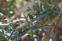 Lathyrus jepsonii jepsonii