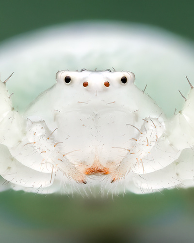 American Green Crab Spider