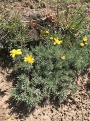 Nestotus stenophyllus