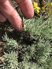 Nestotus stenophyllus