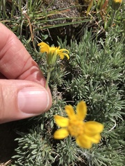 Nestotus stenophyllus