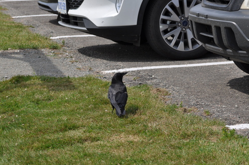 Corvidae image