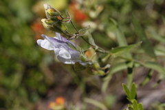 Penstemon lyallii