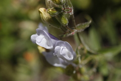 Penstemon lyallii