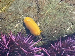 Baptodoris mimetica