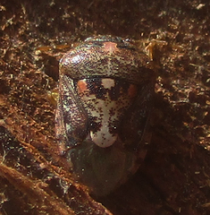 Menida