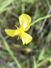 Xyris ambigua