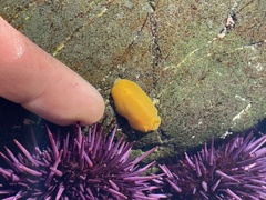 Baptodoris mimetica