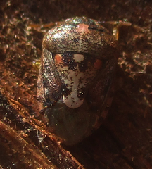 Menida