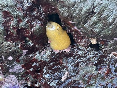 Eudistoma ritteri