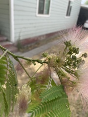 Albizia julibrissin