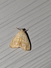 Glaphyria glaphyralis