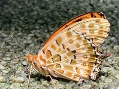 Argynnis hyperbius hyperbius