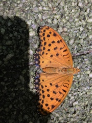 Argynnis hyperbius hyperbius