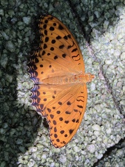 Argynnis hyperbius hyperbius