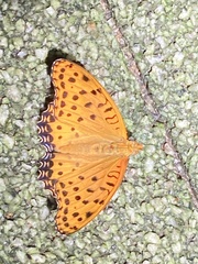 Argynnis hyperbius hyperbius