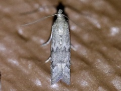 Eurythmia angulella
