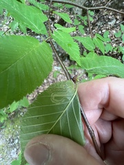 Stigmella lemniscella