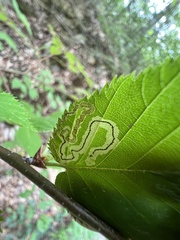 Stigmella lemniscella