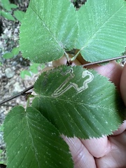 Stigmella lemniscella