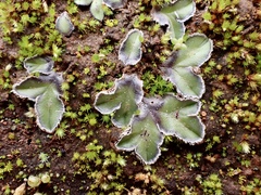 Riccia cartilaginosa