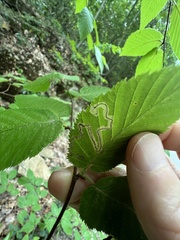 Stigmella lemniscella
